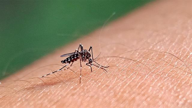 ΕΟΔΥ: 1 ακόμη θάνατος από ιό του Δυτικού Νείλου και 13 νέα κρούσματα