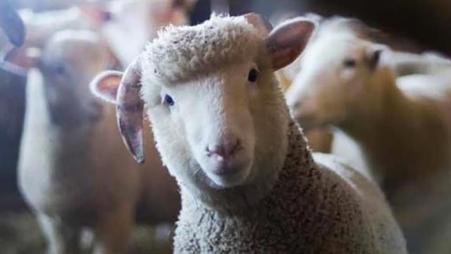 ΠΑΣΟΚ: Εγκληματική ανικανότητα της κυβέρνησης στην εξάπλωση της ευλογιάς των προβάτων