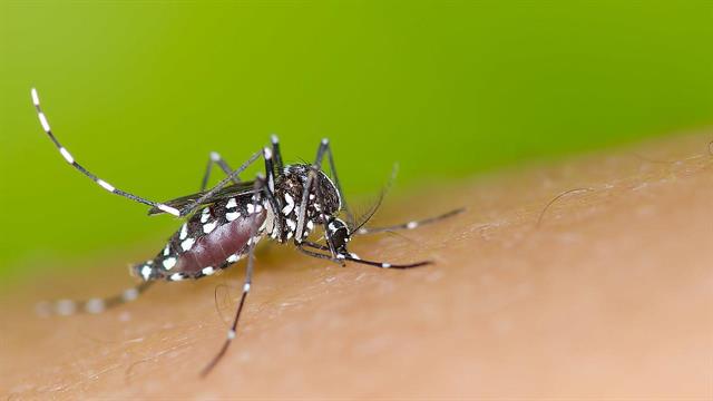 ΕΟΔΥ: 2 ακόμη θάνατοι και 9 κρούσματα ιού Δυτικού Νείλου