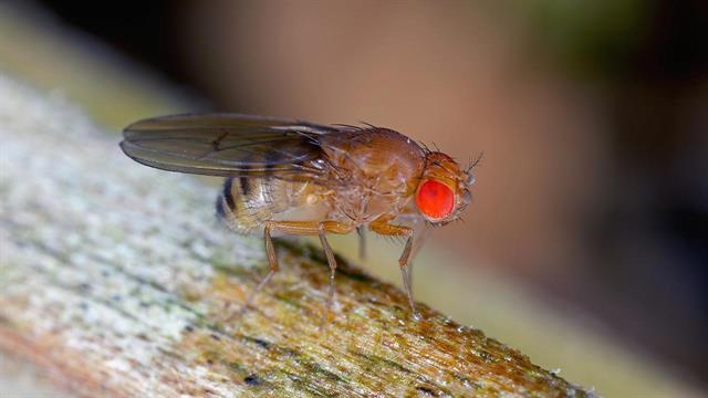 Μελέτη του Charité αποκαλύπτει βασικές διεργασίες στον εγκέφαλο των μυγών
