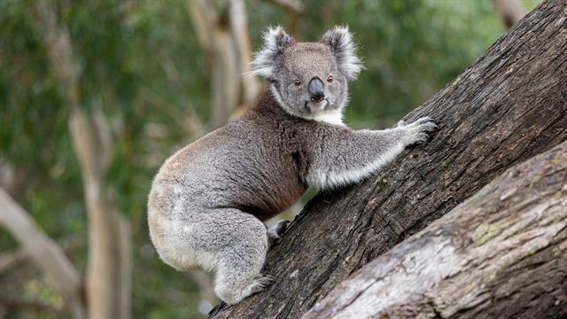 Η Αυστραλία εγκρίνει το πρώτο εμβόλιο για τη σωτηρία των κοάλα από τα χλαμύδια