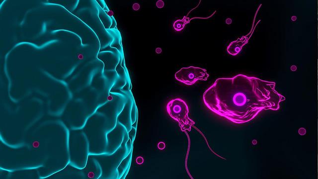 Ανησυχία στην Ινδία  για τους θανάτους από αμοιβάδα που καταστρέφει τον εγκέφαλο