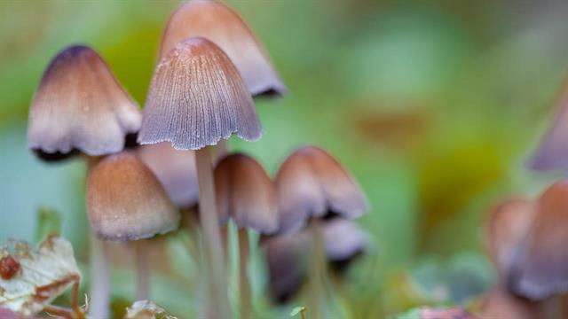 Ποια φυσική ψυχοτρόπος ουσία οδηγεί σε ύφεση την κατάθλιψη [μελέτη]