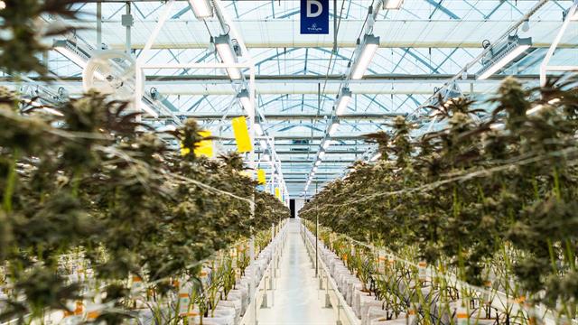 Η Tikun Olam Ελλάδος διαθέτει στην αγορά νέα τελικά προϊόντα φαρμακευτικής κάνναβης σε μορφή στοματικών σταγόνων