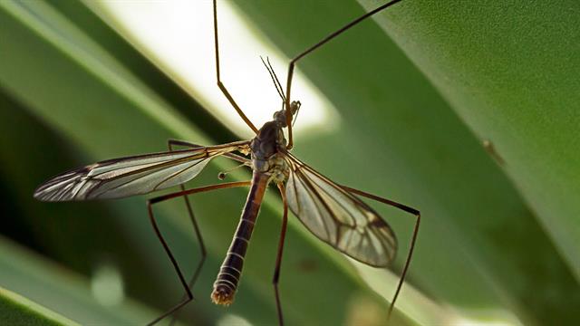 ECDC: 960 κρούσματα ιού Τσικουνγκούνια σε Ιταλία και Γαλλία