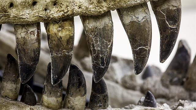 Η ευέλικτη διατροφή καθοριστική για την επιβίωση ή εξαφάνιση ειδών