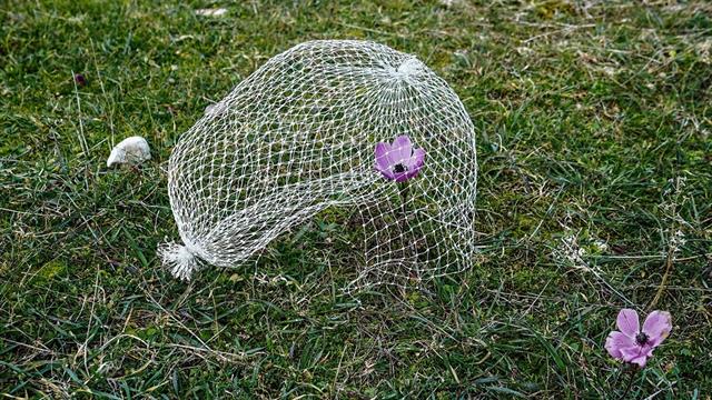 Έκθεση “Η φύση εντός των τειχών”