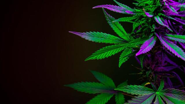 Ο ΕΟΠΑΕ για τις επιπτώσεις της κάνναβης στην ανάπτυξη των νέων