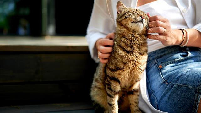 Tο χάιδεμα των ζώων επιφέρει ευεξία [μελέτη]