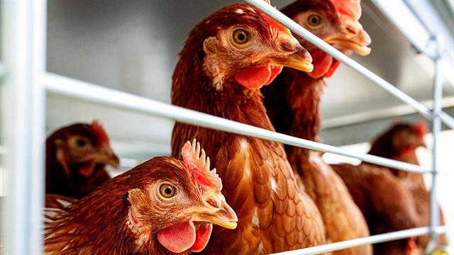 ECDC: Πολύ μεγάλη διασπορά γρίπης των πτηνών - Αυξάνεται ο κίνδυνος για κρούσματα σε ανθρώπους