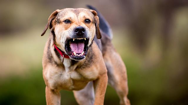 Δάγκωμα σκύλου: Πόσα συχνά είναι τα περιστατικά  - Τι δείχνουν τα στοιχεία του ΕΟΔΥ