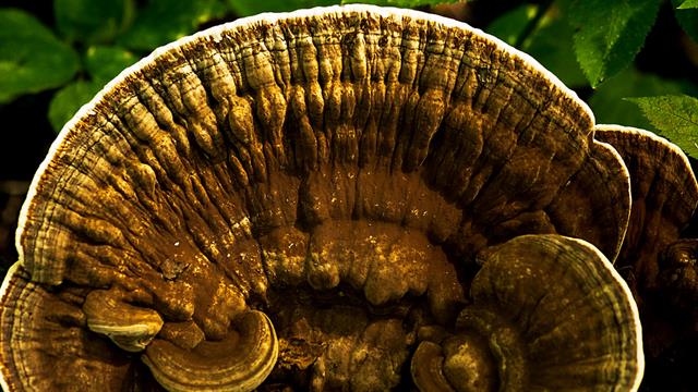 Τα φαρμακευτικά μανιτάρια και η συνεισφορά τους στην υγεία