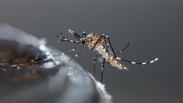 Έξαρση και επιδημία του ιού Chikungunya στην Κούβα
