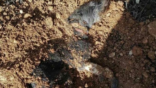 Σκυλάκι θάφτηκε ζωντανό - Είναι να αναρωτιέσαι ποιος έχει δύο και ποιος τέσσερα πόδια