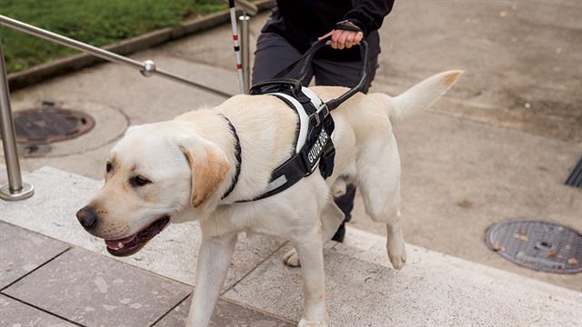 Ειδικά εκπαιδευμένοι σκύλοι - οδηγοί στο Ασκληπιείο Βούλας