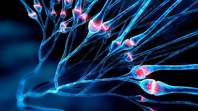 Για πρώτη φορά καταγραφή στο μισκροσκόπιο: Νευρώνες απελευθερώνουν νευροδιαβιβαστές