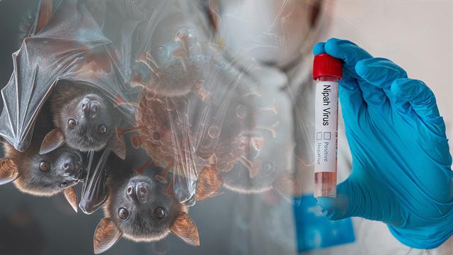 ΠΟΥ: Μικρός o κίνδυνος εξάπλωσης του ιού Nipah πέρα από τα σύνορα της Ινδίας