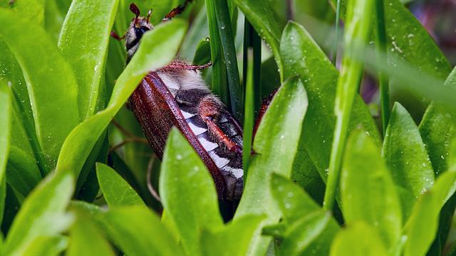 Στο μικροσκόπιο οι ασθένειες από τσιμπούρια