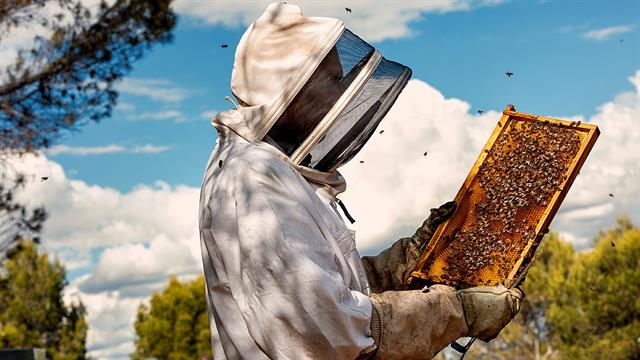 ΚοιΣΠΕ και Μελισσοκομία: Η εργασία ως θεραπεία και επανένταξη για άτομα με ψυχικές διαταραχές