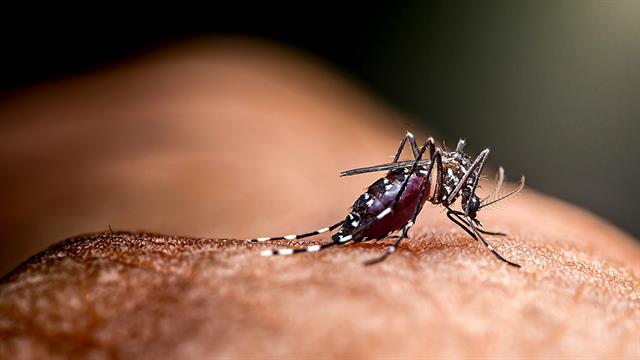 ECDC: 70 κρούσματα ιού τσικουνγκούνια στην Ευρώπη από ταξιδιώτες στις Σεϋχέλλες