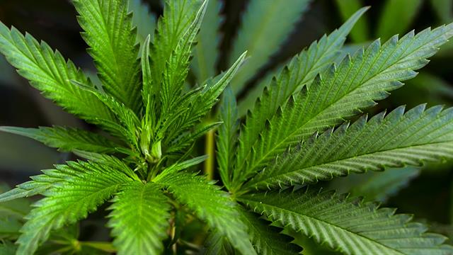 Δύο ουσίες της κάνναβης μειώνουν το λίπος στο ήπαρ και αποκαθιστούν τη μεταβολική υγεία