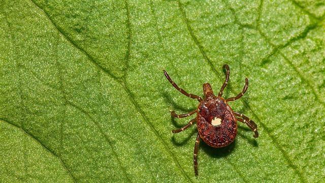 Εντοπίστηκε γενετικός στόχος για την καταπολέμηση της εγκεφαλίτιδας από τσιμπούρια