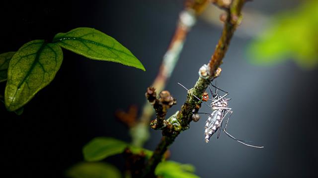 Πως αντιμετωπίζουν στην Αυστρία την ασιατική γρίπη που προκαλείται από τα κουνούπια