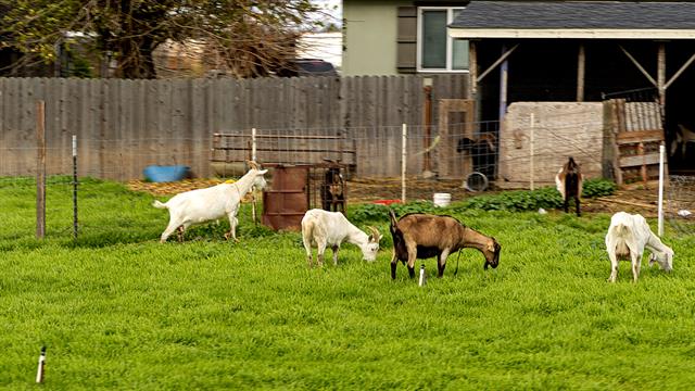 To αγροτικό περιβάλλον ενισχύει το ανοσοποιητικό