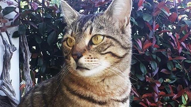 Επιβολή κυρώσεων για διαφήμιση και διάθεση εξ’αποστάσεως κτηνιατρικών φαρμάκων