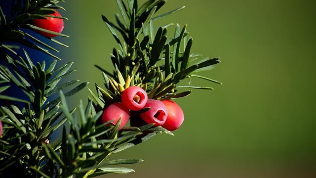 Ιταμος: Το δέντρο των ελληνικών βουνών που περιέχει ουσίες για αντικαρκινικά φάρμακα