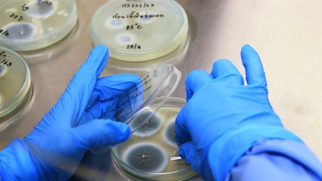 Ερευνήτρια προειδοποιεί για αυξανόμενη απειλή από ανθεκτικούς μύκητες