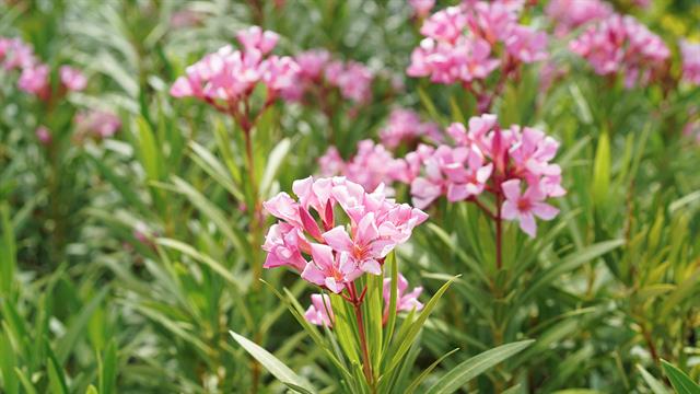 ΕΟΔΥ: Τοξικότητα και κίνδυνοι από το φυτό πικροδάφνη