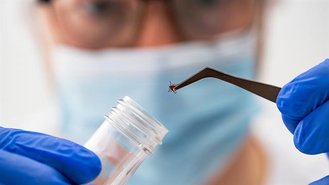 Νόσος Lyme: Η συχνότερη ασθένεια που μεταδίδεται από τσιμπούρια στην Ευρώπη