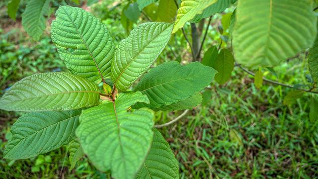 Τσάι Kratom: Υγιής 22χρονος υπέστη δύο καρδιακές ανακοπές μετά από κατανάλωσή του - Οι γιατροί προειδοποιούν