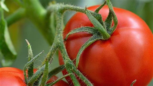 Βιολογικά τρόφιμα: Γιατί να τα επιλέξετε