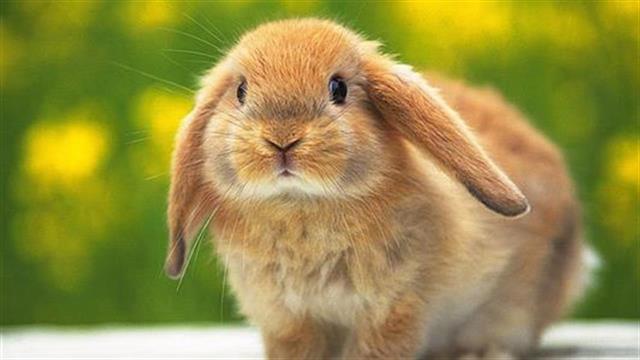 Η φροντίδα του κουνελιού