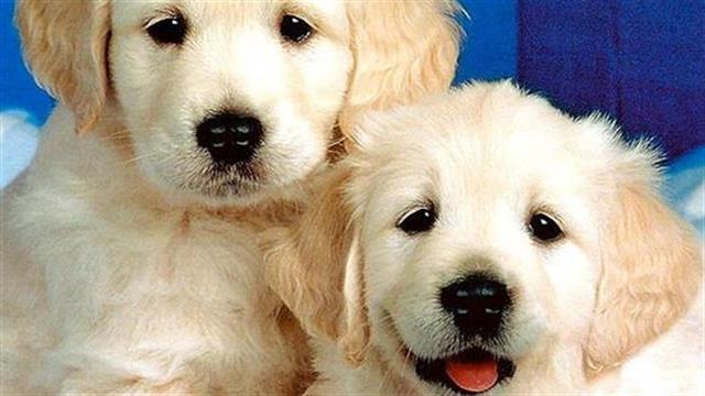 Τεχνητά μέλη για σκύλους