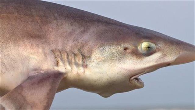 Ανακαλείται κατεψυγμένος γαλέος