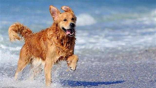 Σκυλιά: 15 ράτσες και τα χαρακτηριστικά τους για να επιλέξετε φίλο