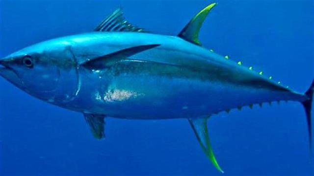 Αποσύρεται κονσέρβα τόνου καθώς κρίθηκε μη ασφαλής