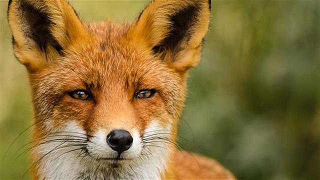 Ενημέρωση για τη λύσσα από το ΚΕΕΛΠΝΟ