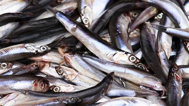 FAO: Χάθηκε η ελληνική πρωτιά σε τσιπούρα και λαβράκι