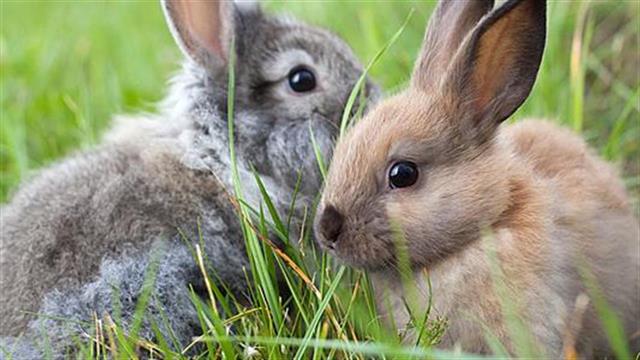 Ένα παράσιτο που προσβάλλει κουνέλια, ποντίκια και άλλα τρωκτικά