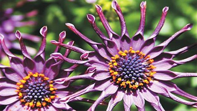 Πραγματοποιήθηκε στην Καλαμάτα ημερίδα για τις σπάνιες παθήσεις