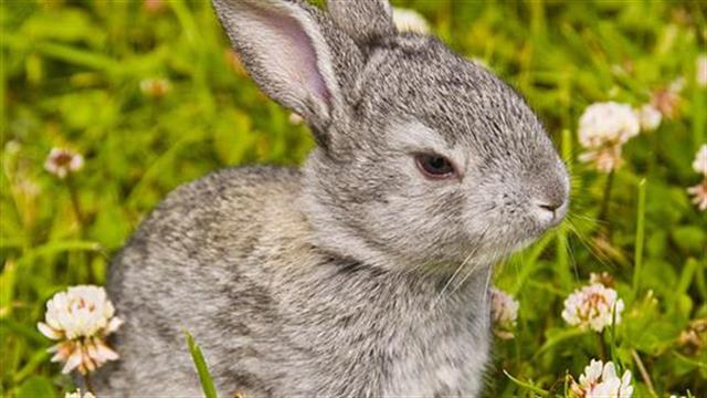 Εγκεφαλοτιζωονόσος του κουνελιού: Συμπτώματα και θεραπεία