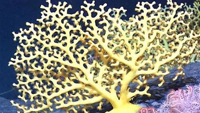 Στα κοράλλια κρύβεται όπλο κατά του AIDS