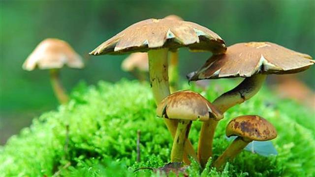 Πώς τα “μαγικά” μανιτάρια αλλάζουν τη λειτουργία του εγκεφάλου;