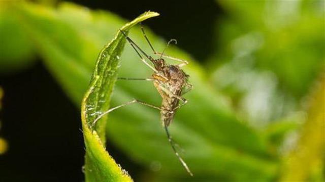 Κρούσμα του ιού του Δυτικού Νείλου ανακοίνωσε το ΚΕΕΛΠΝΟ