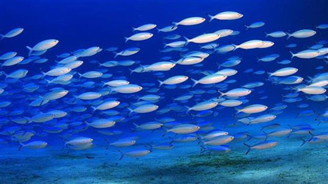 Ψάρια: Ποιοι ευθύνονται για την κατάρρευση