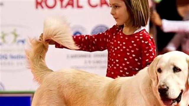 Γιορτάστε την παγκόσμια ημέρα των ζώων στο ‘’Κατοικίδια Εν Δράσει’’